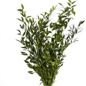 Bos ruscus